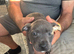 ready to go staff puppy for sale