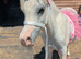 Stunning yearling filly