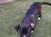 I have 5 cane corso crossed siberian huskys ready for there forever homes