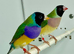 Beautiful pair of gouldian finches for sale