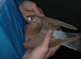 Chocolate Melueman Racing Pigeons RPRA Rung 4