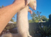 Sandy and light sandy semi angora jills- mum is full chocolate- dad is half micro full angora- 6months old.