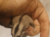 2 baby sugargliders m and f