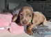 Dapple and Gold Miniature Dachshunds