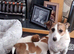 Jack Russell
