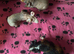 Skinny Pig Sows