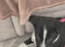 Female named Willow Border Collie cross with Kelpi