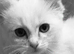 Rehome Full Stunning Ragdoll
