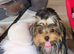 Yorkshire Terrier puppies available from Licensed Breeder.