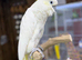 Sulphur crested cockatoo