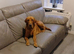 Labrador boy