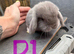 6 Pure Mini Lops Lilac & blue