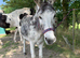 Look for a donkey