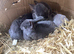 Baby mini Rex&rsquo;s
