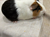 2 x male guinea pigs cage, and accessories