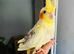 Tame baby cockatiel parrot