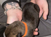 Belgian shepherd puppies