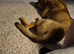 GSD X cane corso
