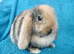 Selection of mini lop babies available