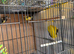 Siberian, Goldfinch, female and male Goldfinch