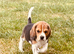 Two gorgeous beagle puppies