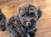 Cockerpoo/cavapoo pups &pound;1550 ONO ready to go