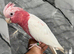 Friendly Baby HandReared Super Tame Cuddly Lutino Galah Cockatoo Parrot,23