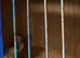 Two female finches with a breeding cage
