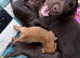 Cocker spaniel pups