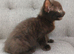 Beautiful 'Ghost Tabby' Black Female Kitten Looking For Her Forever Home