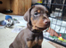 Lovely Euro Doberman pups