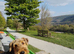Superb KC registered Airedales sired by champion!