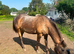 13.2 5year old dun mare - poss in foal
