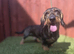 Standard Male Teckel 3 Years Old NOT KC Registered