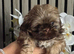 Stunning Imperial Shihtzu Puppies