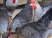 Cream crested legbar hatching eggs