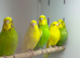 Budgies