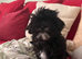Puppy Shi Tzu