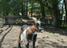 Pygmy males both castrated