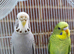 Two budgies black mutation