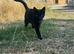 Looking for a new home - 2 year old cat