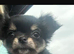 Longhaired Chihuahua girl