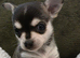 ONE REMAINING BOY Rare Tiny Pedigree Chihuahua Puppies