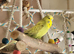 3 budgies 2 male 1 female flying cage accessories
