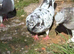 Pigeon for sale