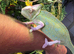 Male and female pied yemen chameleons