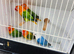 Some green and blue opaline lovebirds for sale