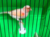 DNA Sexed Red Factor Hen £30