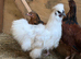 Silkie cockerels