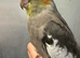 Hand raised baby cockatiel available///